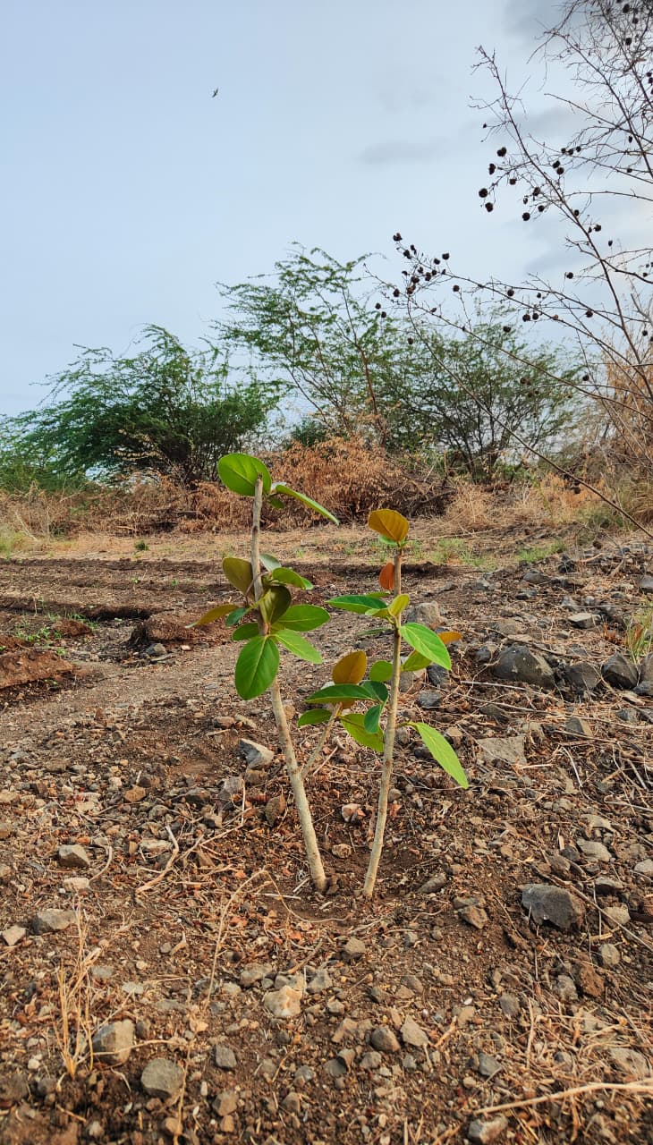Sapphox tree initiative